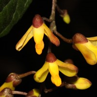 Polygala arillata Buch.-Ham. ex D.Don